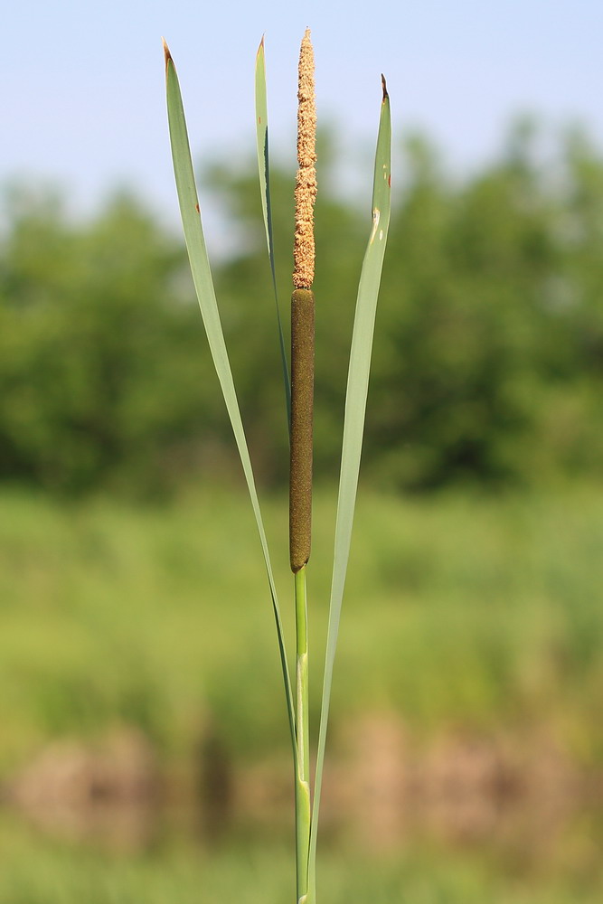 Изображение особи Typha latifolia.