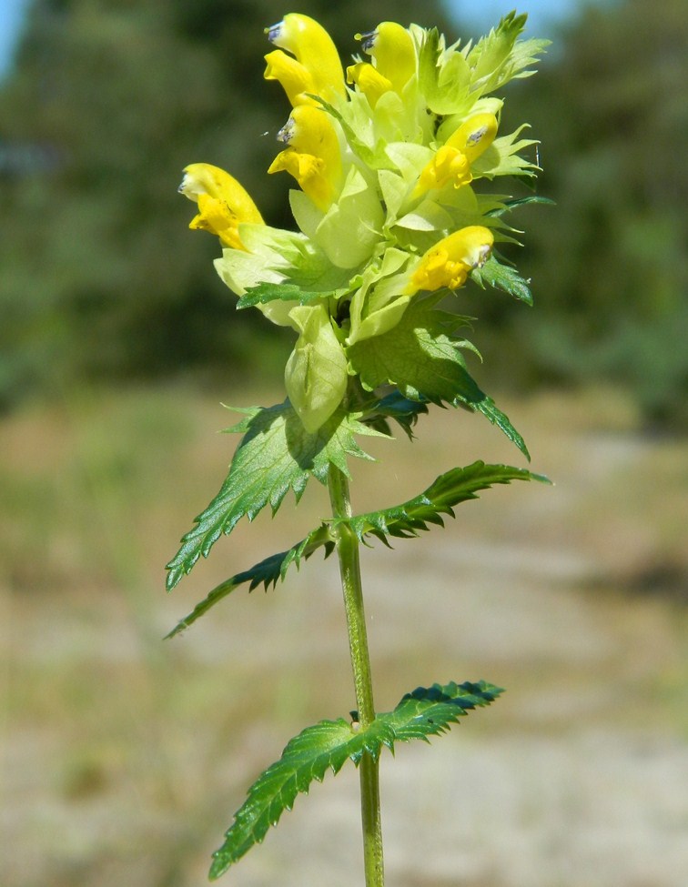 Image of genus Rhinanthus specimen.