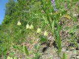 Polygala sibirica. Верхушка плодоносящего растения. Кемеровская обл., Кемеровский р-н, окр. с. Березовка, каменистый склон коренного берега р. Томь. 16.07.2009.