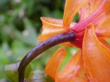 Lilium debile