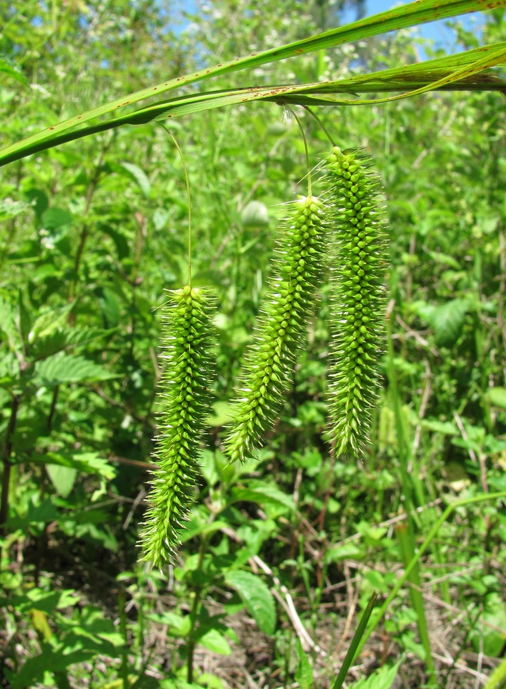 Изображение особи Carex pseudocyperus.