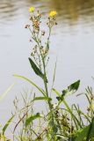 Sonchus arvensis ssp. uliginosus