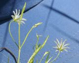 Stellaria graminea