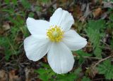 Anemone sylvestris. Цветок. Якутия (Саха), южные окр. г. Якутска, холмы. 11.06.2012.