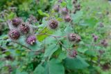 Arctium tomentosum