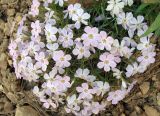 Phlox sibirica