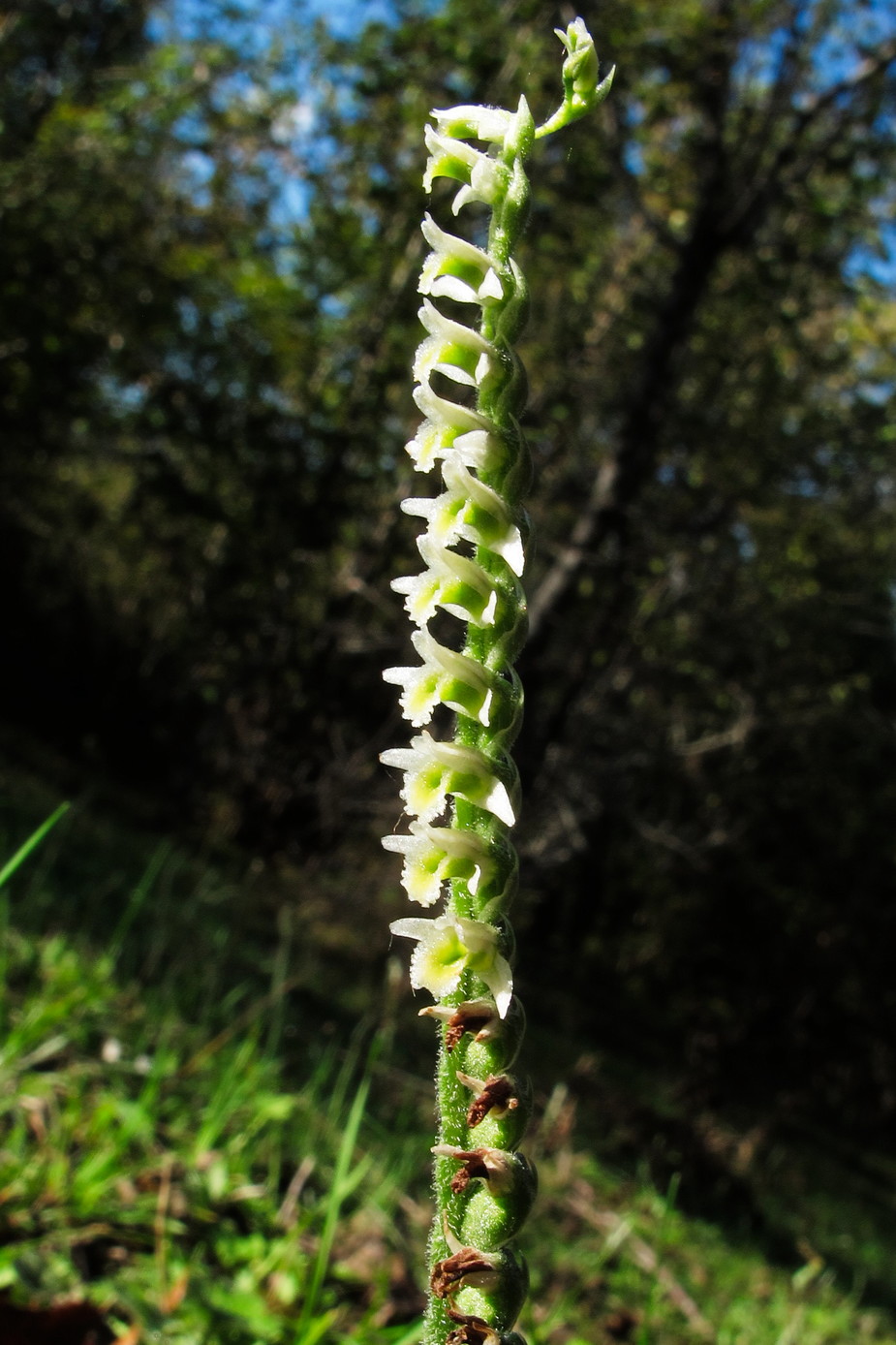 Изображение особи Spiranthes spiralis.