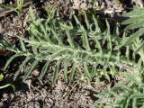 Centaurea scabiosa