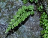 Asplenium tenuicaule. Вайя. Приморский край, Партизанский р-н, ж.-д. платформа 151 км. 05.09.2015.