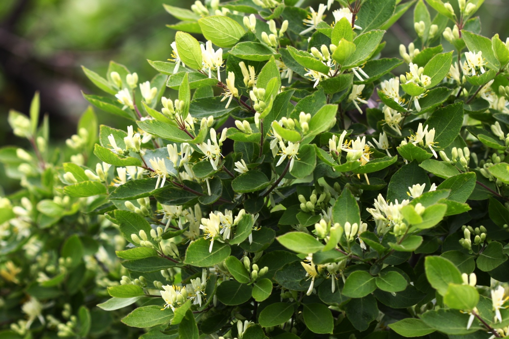 Image of Lonicera ruprechtiana specimen.