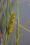 Carex rostrata. Женское соплодие. Окрестности Мурманска, конец августа 2008 г.