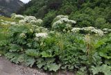 Heracleum sosnowskyi. Цветущие растения. Северная Осетия, Ирафский р-н, верховья р. Урух, выс. около 1800 м н.у.м., луг на берегу реки, у дороги. 05.07.2016.