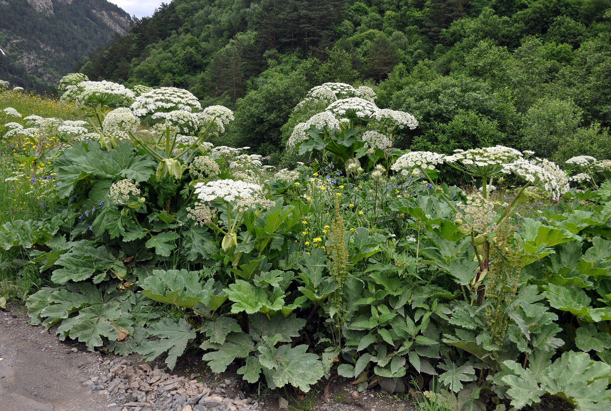 Изображение особи Heracleum sosnowskyi.