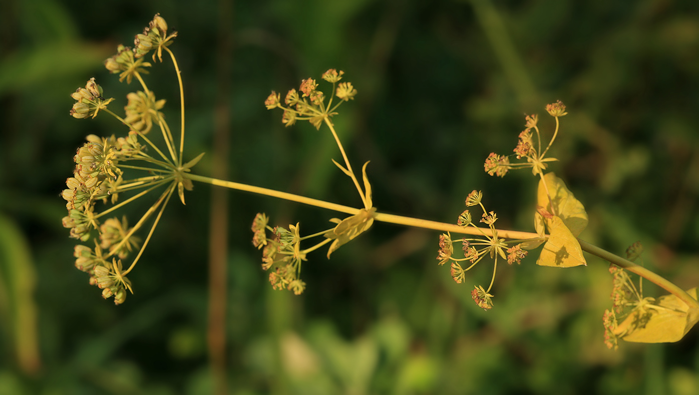 Изображение особи Bupleurum longiradiatum.