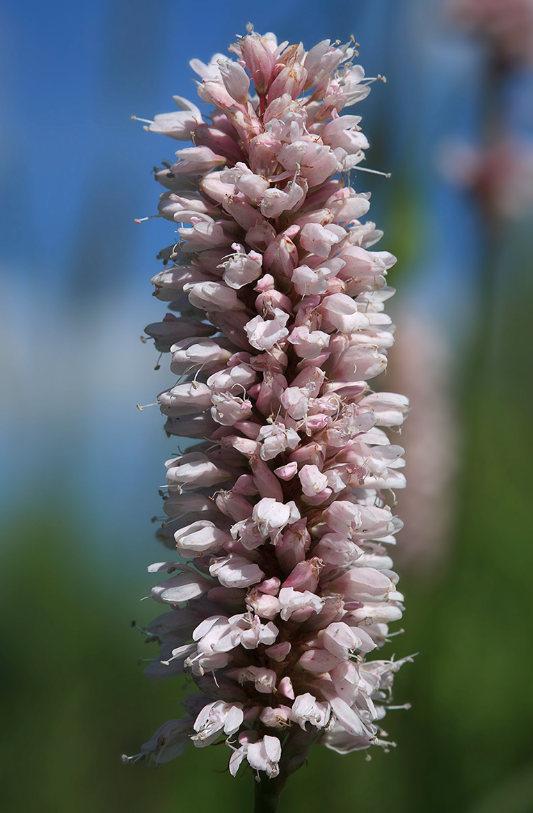 Изображение особи Bistorta officinalis.