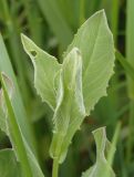 Cardaria draba. Верхушка побега. Украина, Запорожский р-н, Дурная балка, разнотравная степь. 13.05.2017.