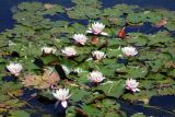 Nymphaea × marliacea