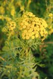 Tanacetum vulgare