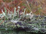 род Cladonia