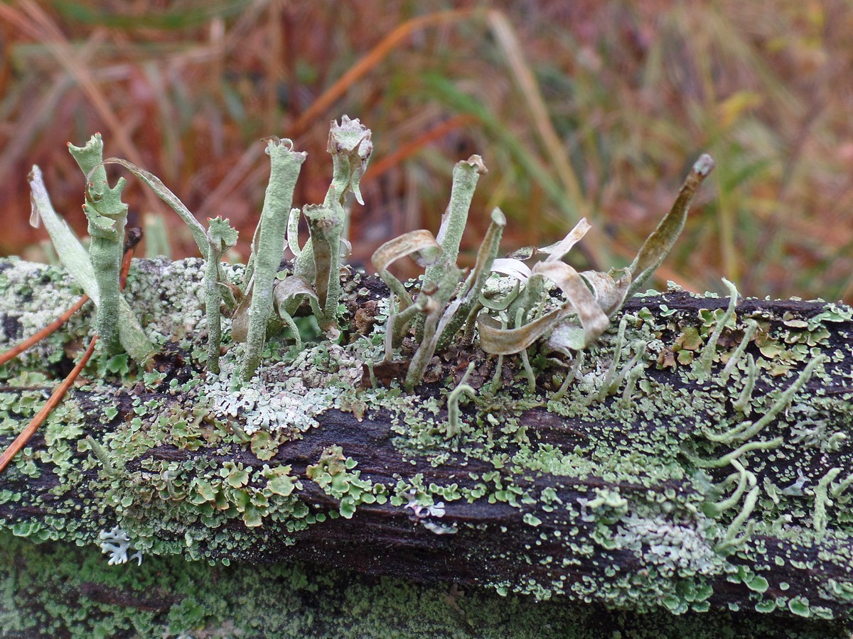 Изображение особи род Cladonia.