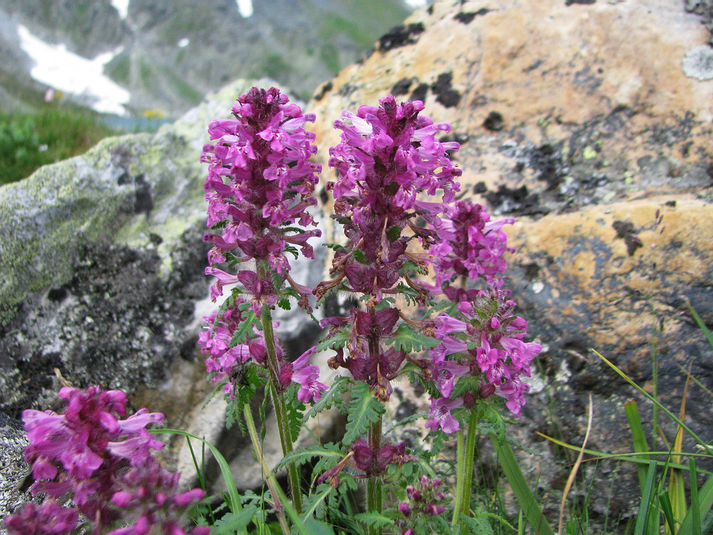 Изображение особи Pedicularis verticillata.