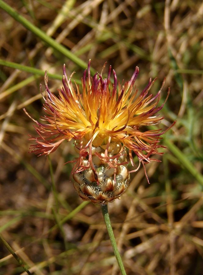 Изображение особи Centaurea rigidifolia.
