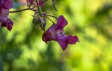 Impatiens glandulifera. Цветок и плоды. Тверская обл., Торопецкий р-н, окр. дер. Некрашово, в канаве у обочины. 08.08.2018.