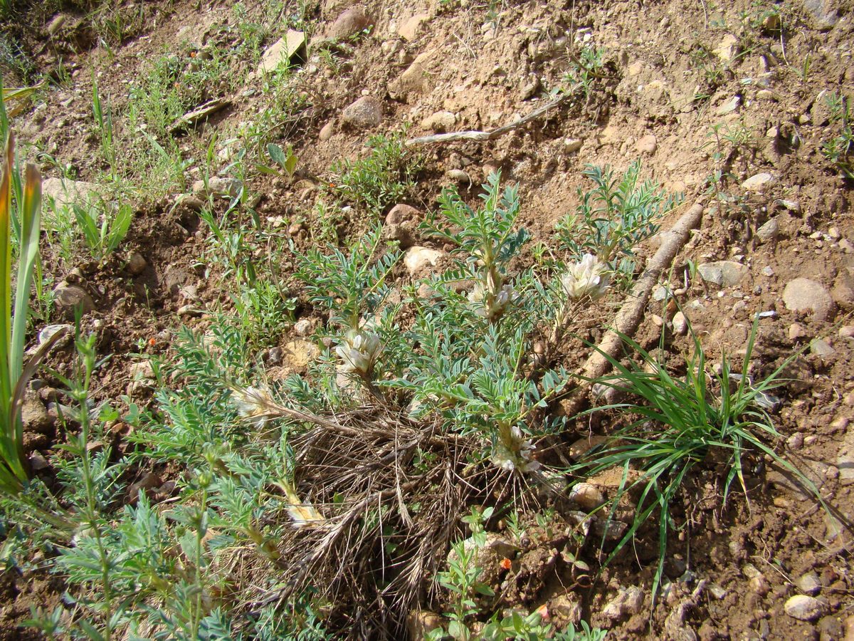 Изображение особи Astragalus pterocephalus.