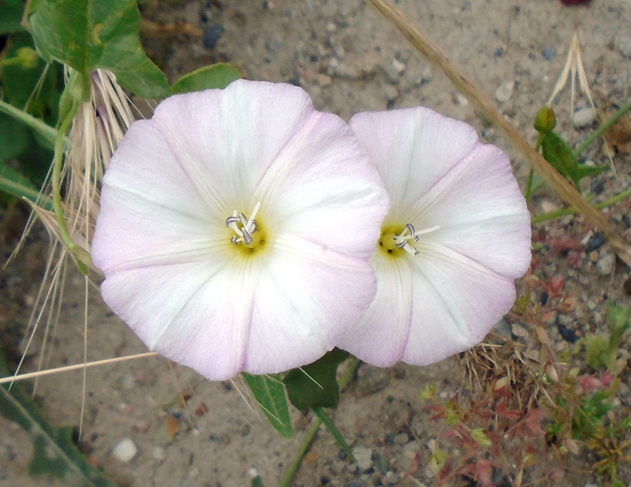 Изображение особи Convolvulus arvensis.