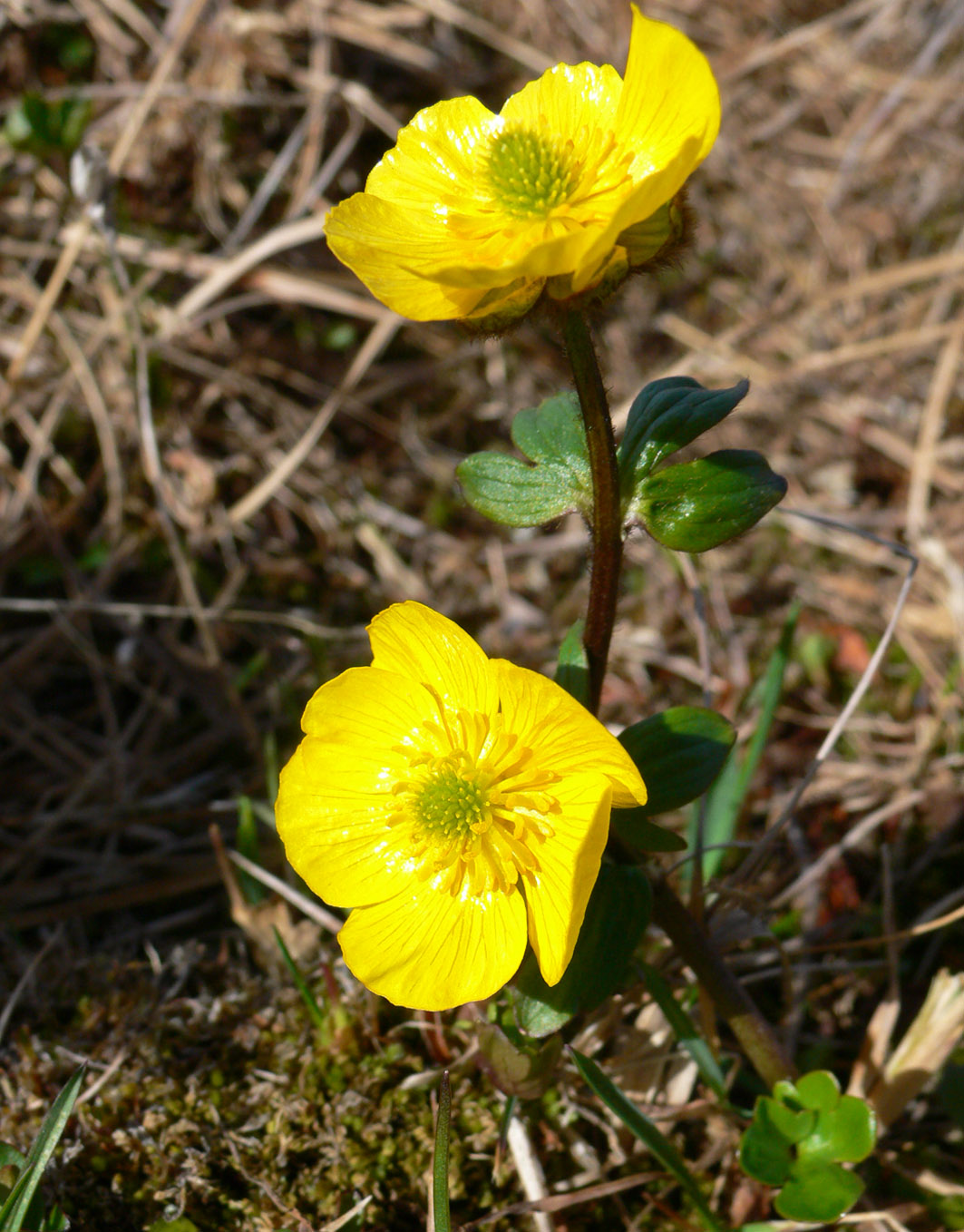 Изображение особи Ranunculus nivalis.