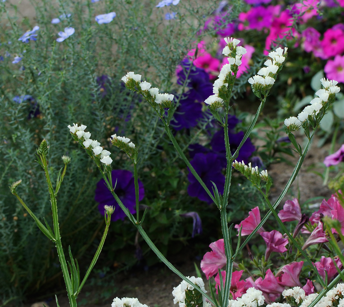 Изображение особи Limonium sinuatum.