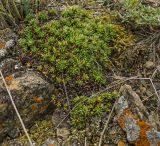 Saxifraga spinulosa. Вегетирующие растения. Башкортостан, Учалинский р-н, Ильчигуловский сельсовет, окр. дер. Мулдашево, хр. Нурали, каменистый склон, ≈ 700 м н.у.м. 7 сентября 2018 г.