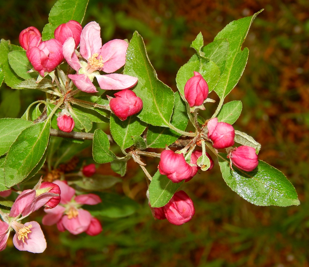 Изображение особи Malus &times; purpurea.