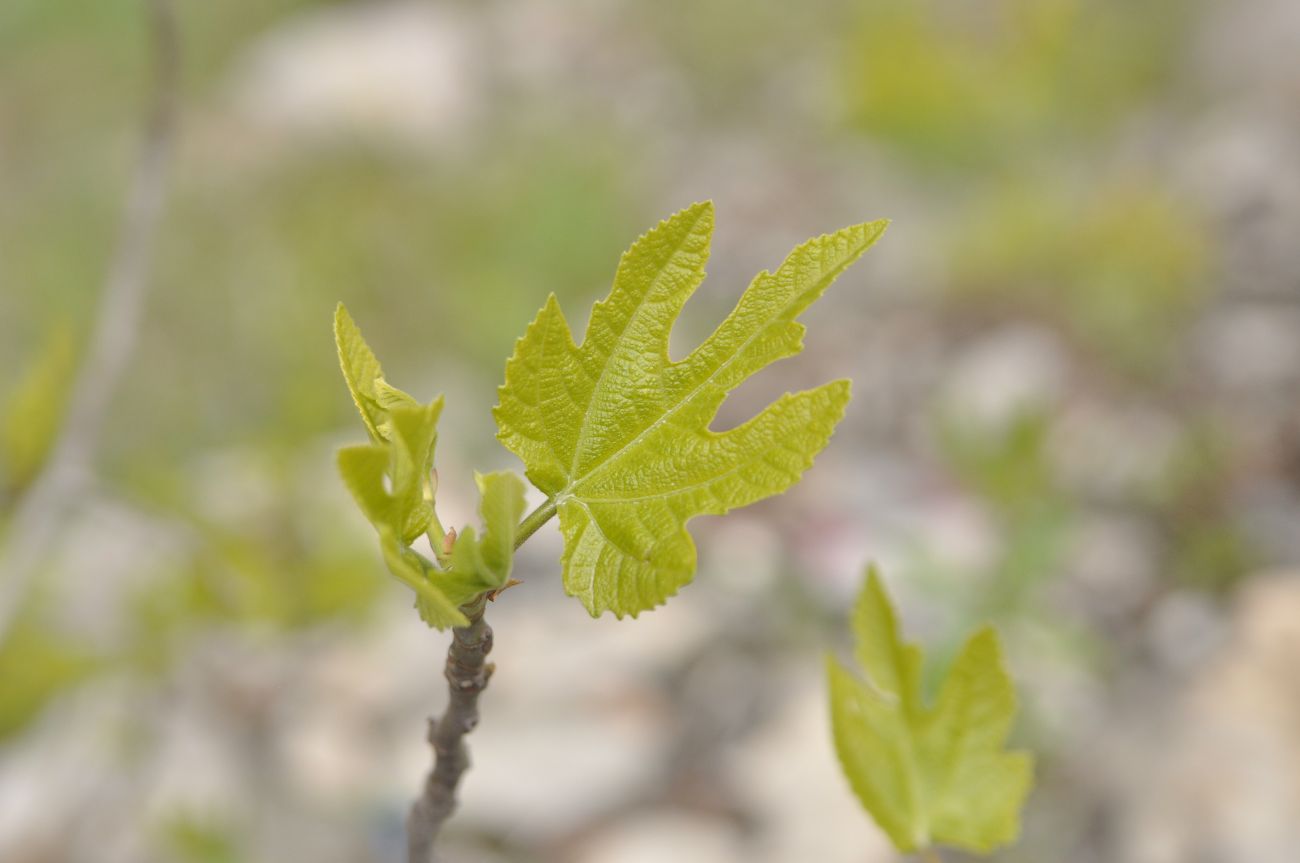 Изображение особи Ficus carica.