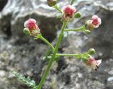 Scrophularia rupestris