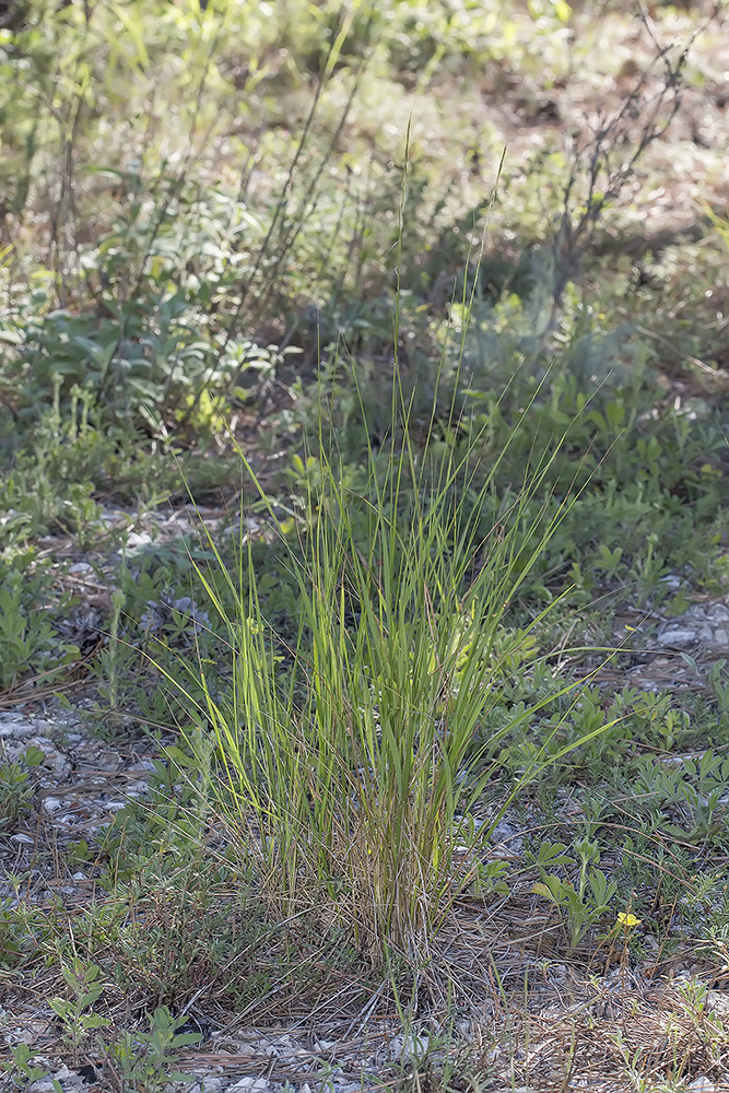 Изображение особи Achnatherum bromoides.