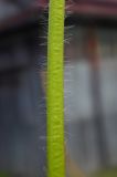 Fragaria × ananassa. Часть черешка листа. Республика Адыгея, г. Майкоп, в культуре. 03.05.2020.