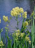 Thalictrum lucidum