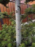 Abies koreana. Часть ствола и ветви молодого дерева. Ульяновск, Заволжский р-н, уличное насаждение. 07.11.2020.