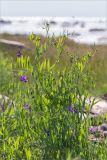 Lathyrus palustris. Цветущее растение. Ленинградская обл., Ломоносовский р-н, окр. Шепелёвского маяка; п-ов Каравалдай, берег Финского залива, каменистый приморский луг. 24.06.2020.