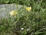 Pulsatilla subspecies apiifolia