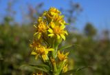 Solidago virgaurea. Верхушка побега с соцветиями. Республика Адыгея, Майкопский р-н, ок. 7 км к югу от с. Новопрохладное, хр. Ду-Ду-Гуш, выс. ок. 1570 м н.у.м., субальпийский луг, на склоне. 30.07.2022.