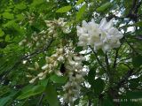 Robinia pseudoacacia