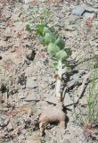 Euphorbia blepharophylla