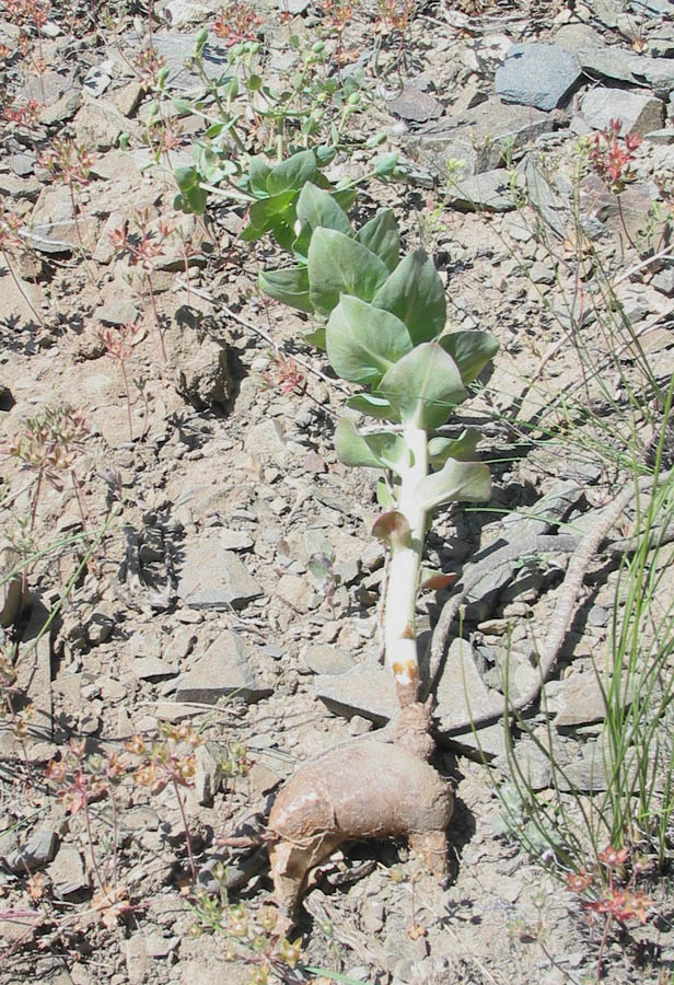 Image of Euphorbia blepharophylla specimen.