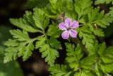 Geranium robertianum. Цветок с кормящимся на нём жуком и листья. Ставропольский край, Кавказские Минеральные Воды, Бештаугорский заказник, каменистый склон. 04.05.2014.