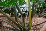 Monstera deliciosa