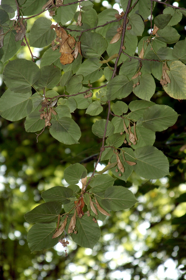 Image of Tilia americana specimen.