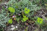 Euphorbia helioscopia. Цветущее растение в сообществе с Artemisia и Erodium. Дагестан, Сергокалинский р-н, долина р. Кака-Озень, каменистый склон. 04.05.2022.