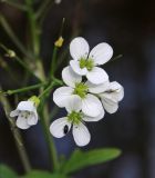 Cardamine amara